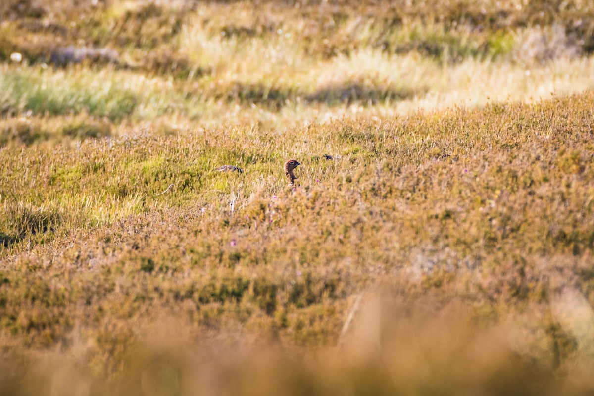 Red Grouse - ML642286341