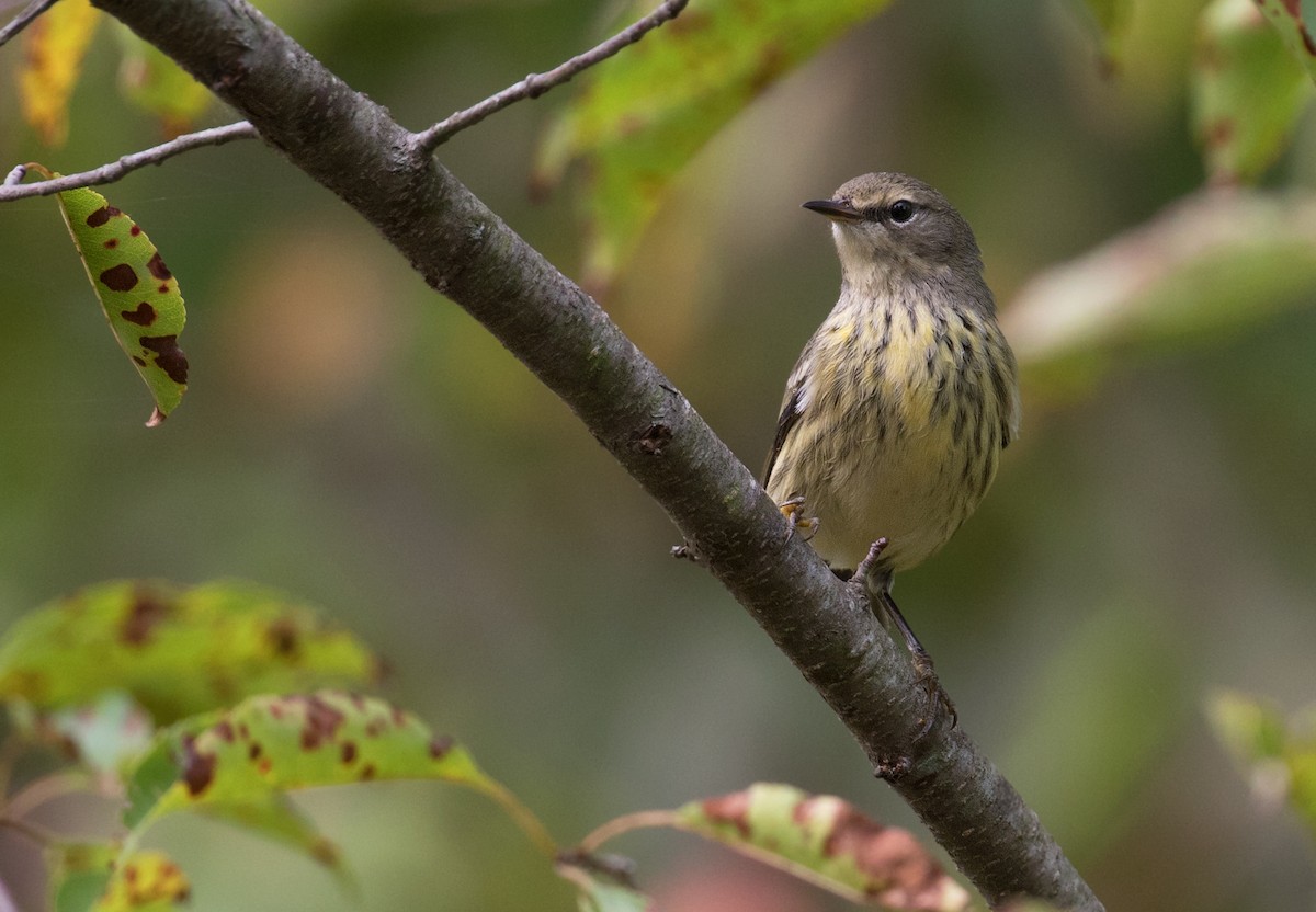 Cape May Warbler - ML642286347