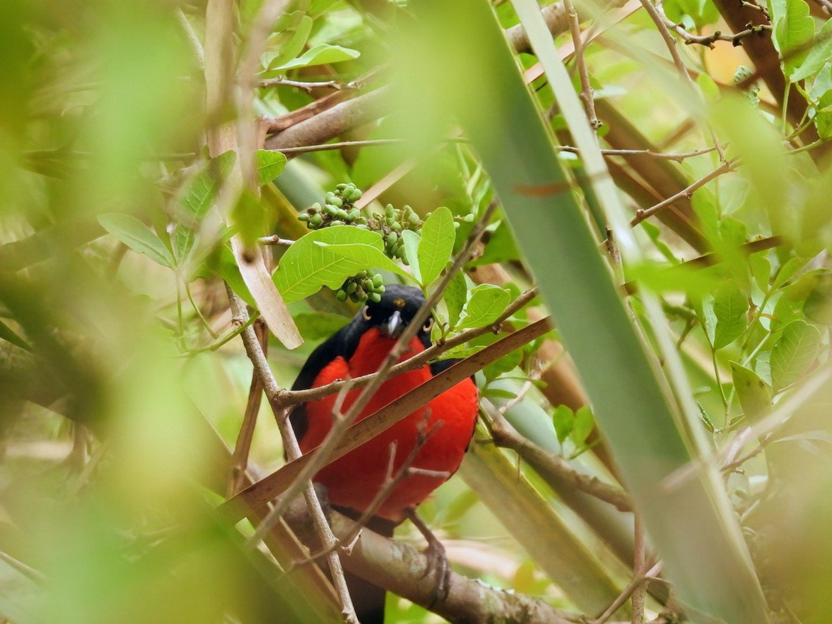 Black-headed Gonolek - ML642286352