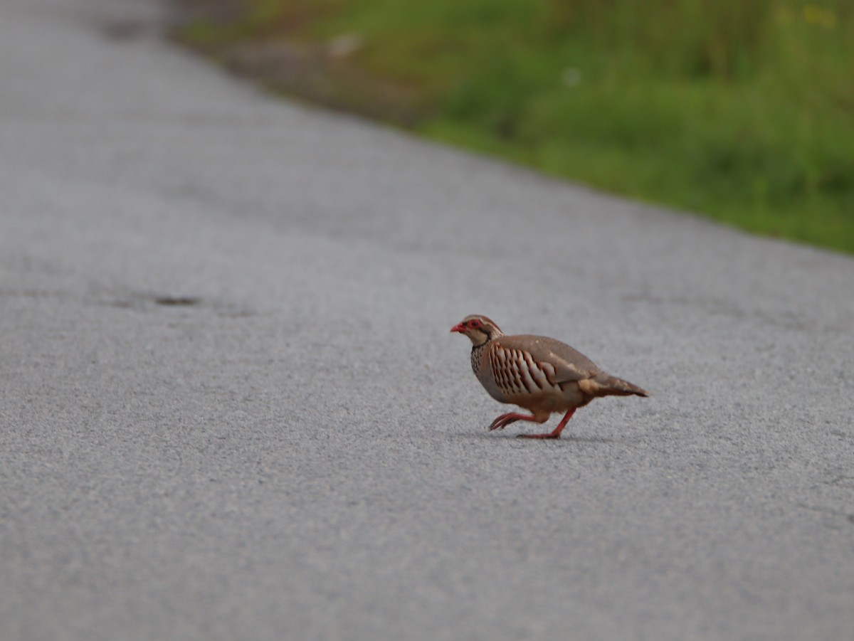 Red-legged Partridge - ML642286388
