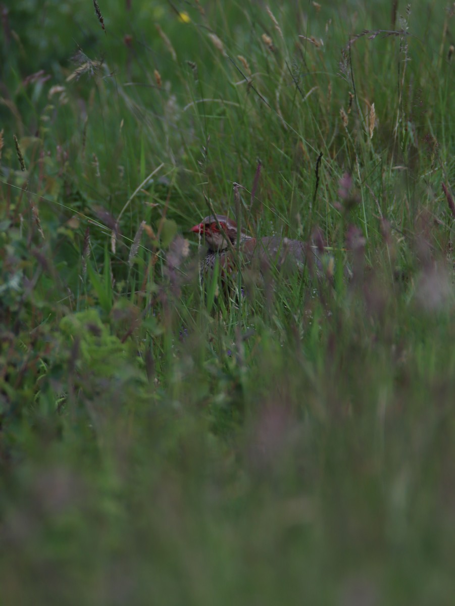Red-legged Partridge - ML642286389