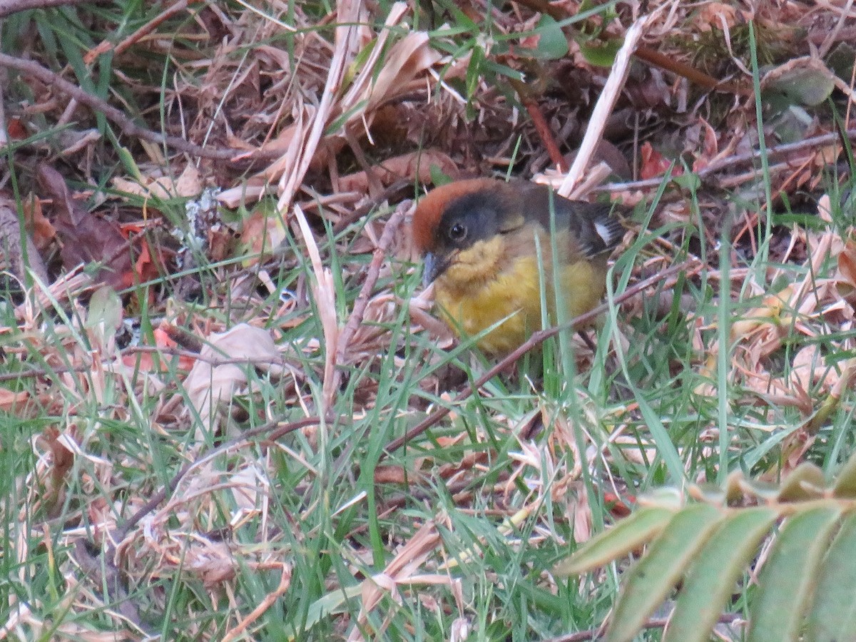 Atlapetes Pechiamarillo - ML642286390
