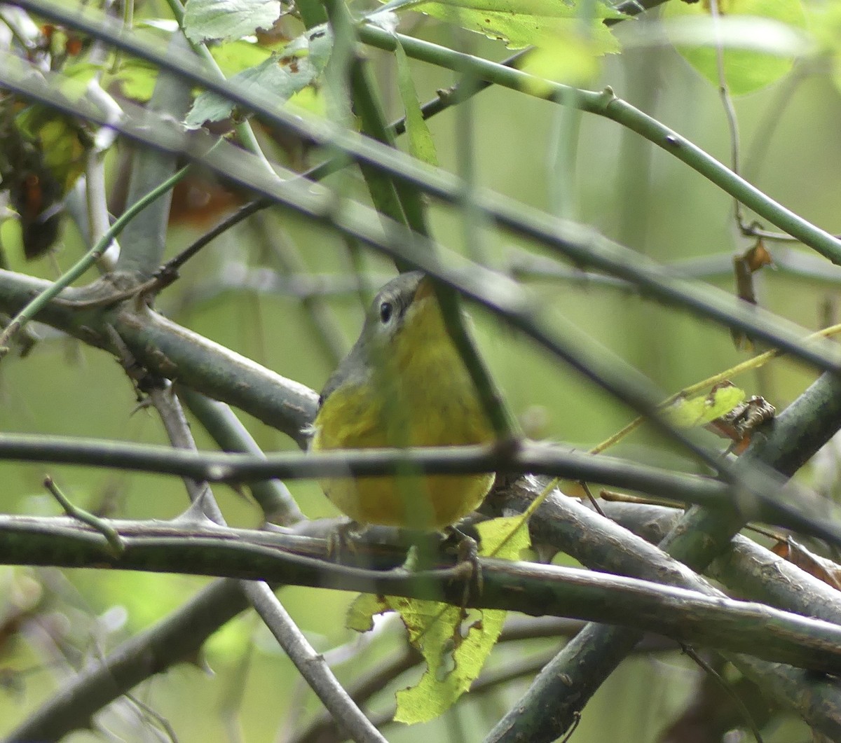 Magnolia Warbler - ML642286395