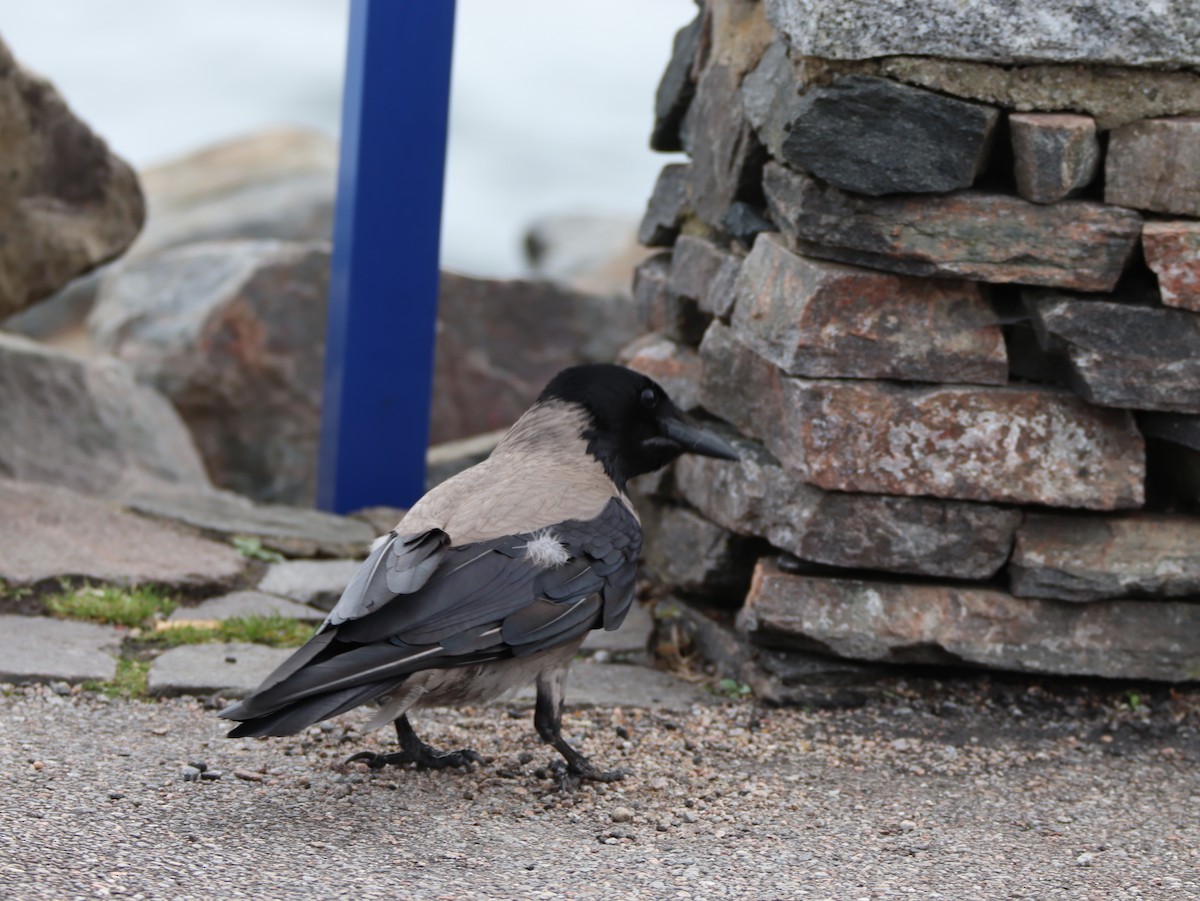 Hooded Crow - ML642286405