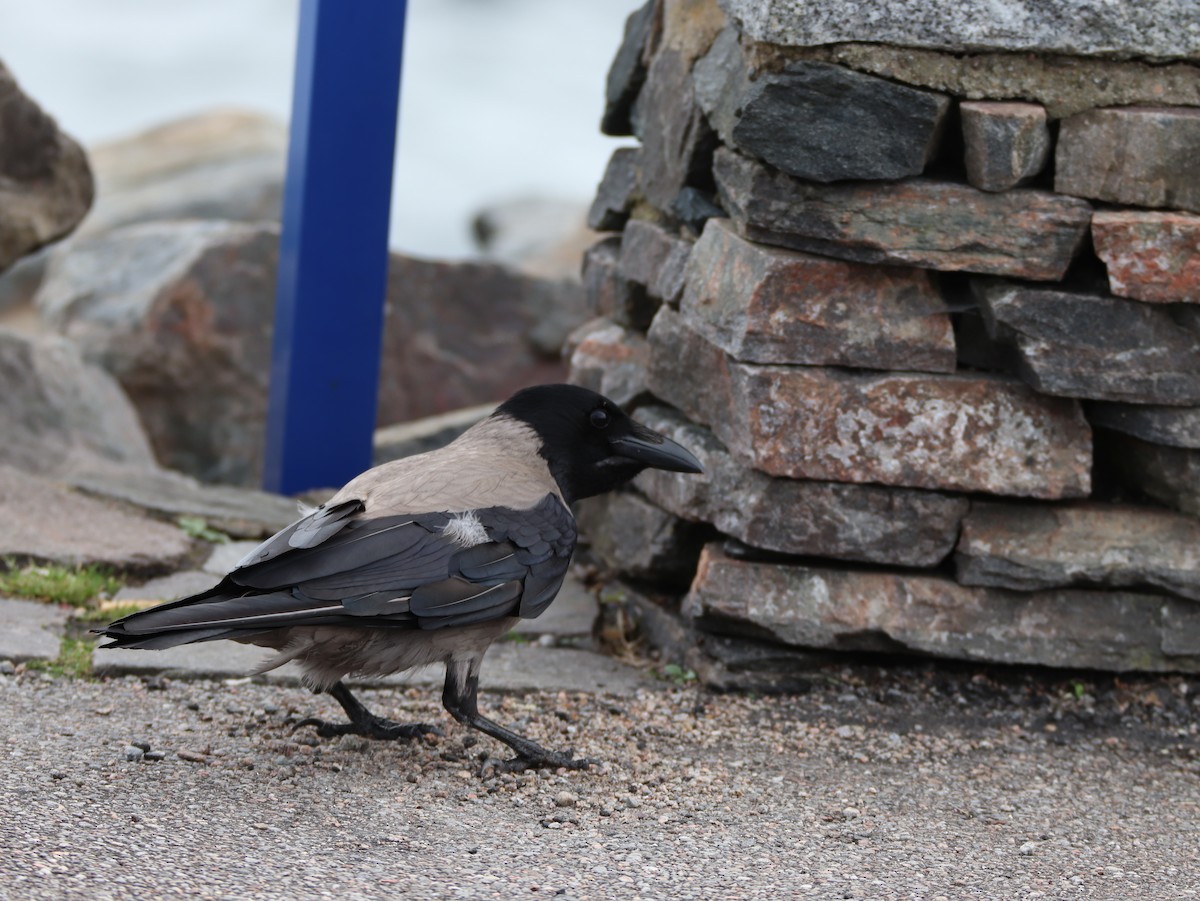 Hooded Crow - ML642286406