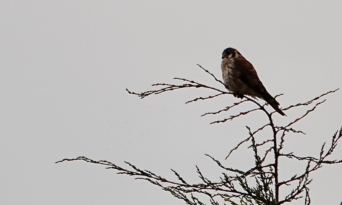 American Kestrel - ML642286408