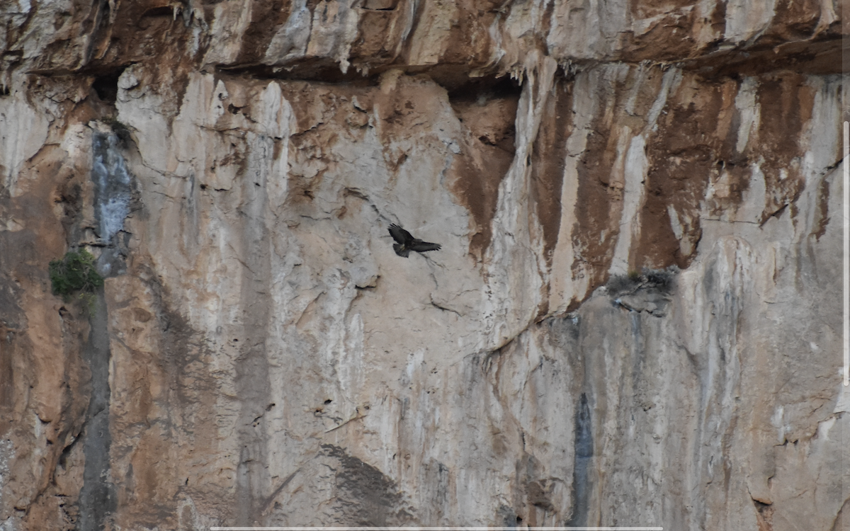 Buse variable (buteo) - ML642286411
