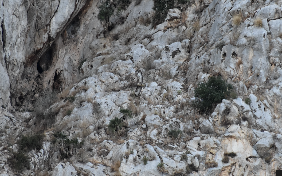 Buse variable (buteo) - ML642286412