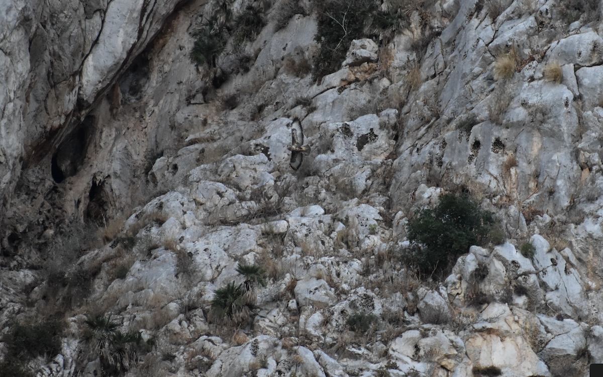 Buse variable (buteo) - ML642286413