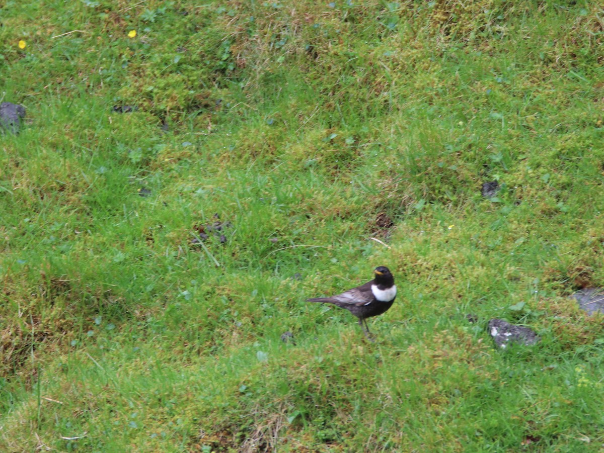 Ring Ouzel - ML642286420