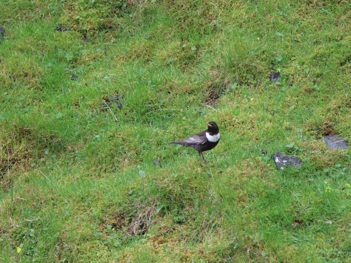 Ring Ouzel - ML642286421