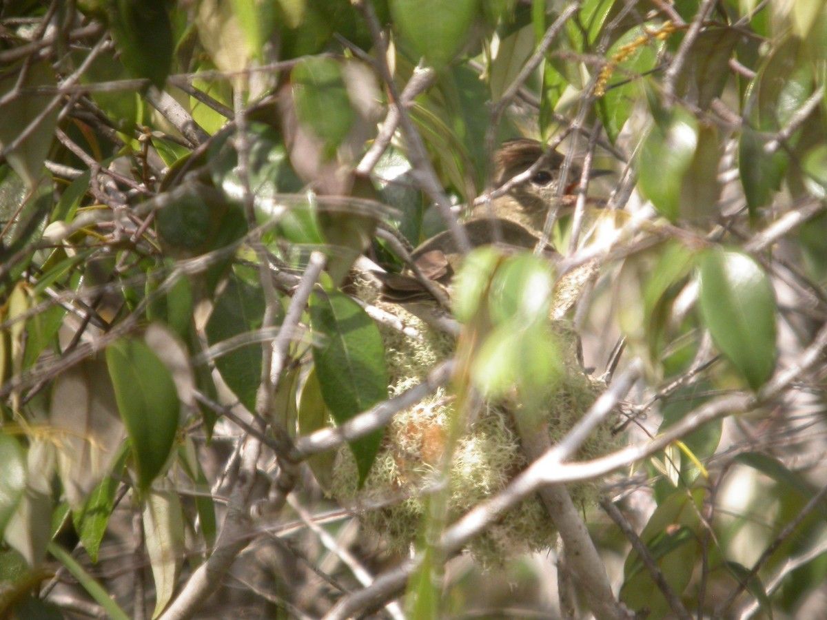 Rufous-crowned Elaenia - ML642286433