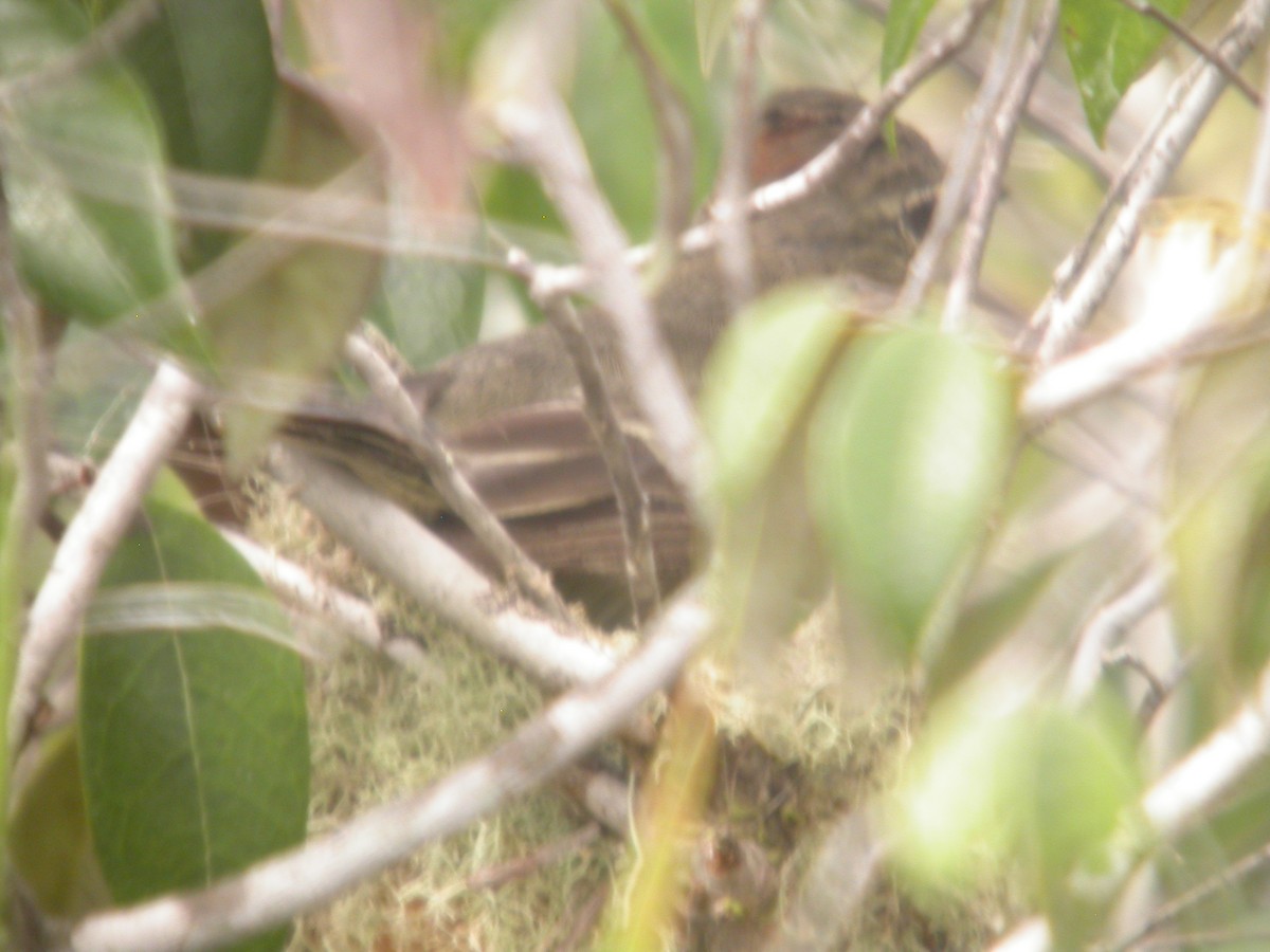 Rufous-crowned Elaenia - ML642286441