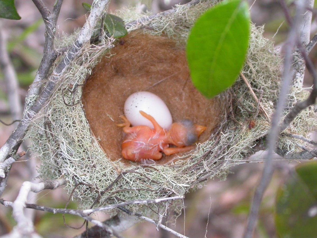Rufous-crowned Elaenia - ML642286445