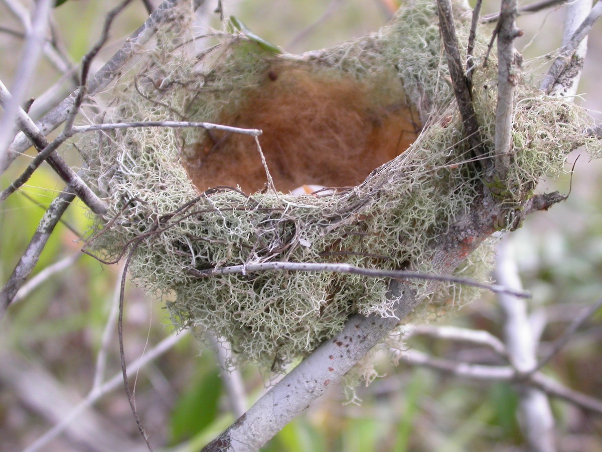 Rufous-crowned Elaenia - ML642286454