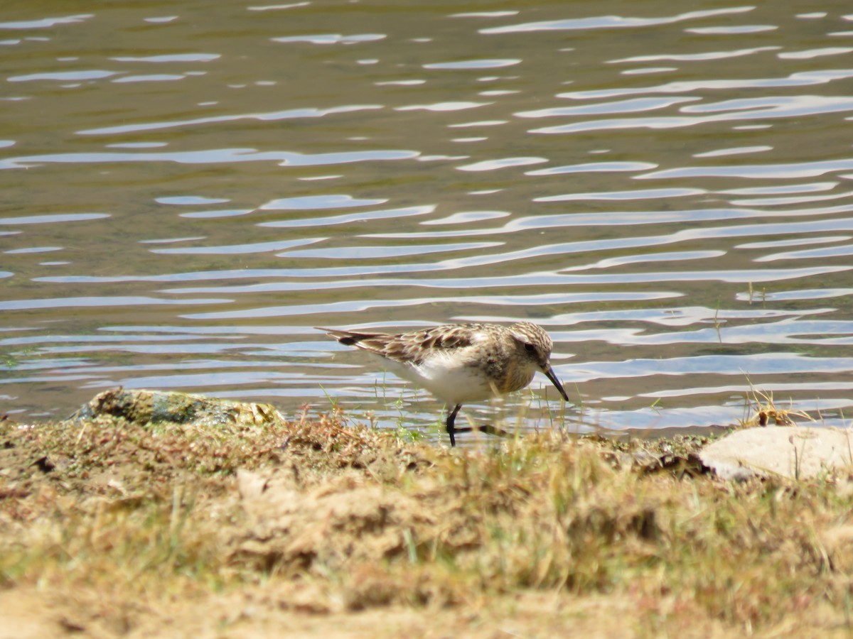 Baird's Sandpiper - ML642286466
