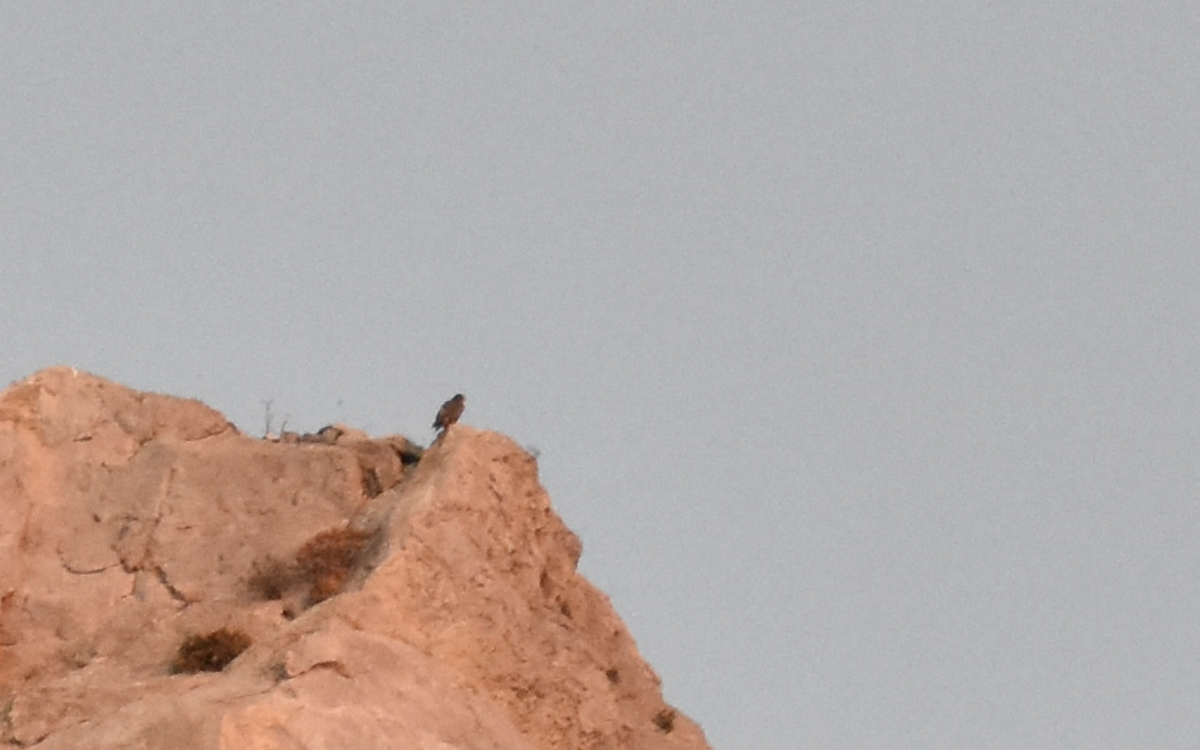 Peregrine Falcon (Mediterranean) - ML642286467