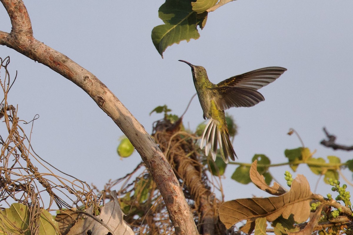 White-tailed Goldenthroat - ML642286494