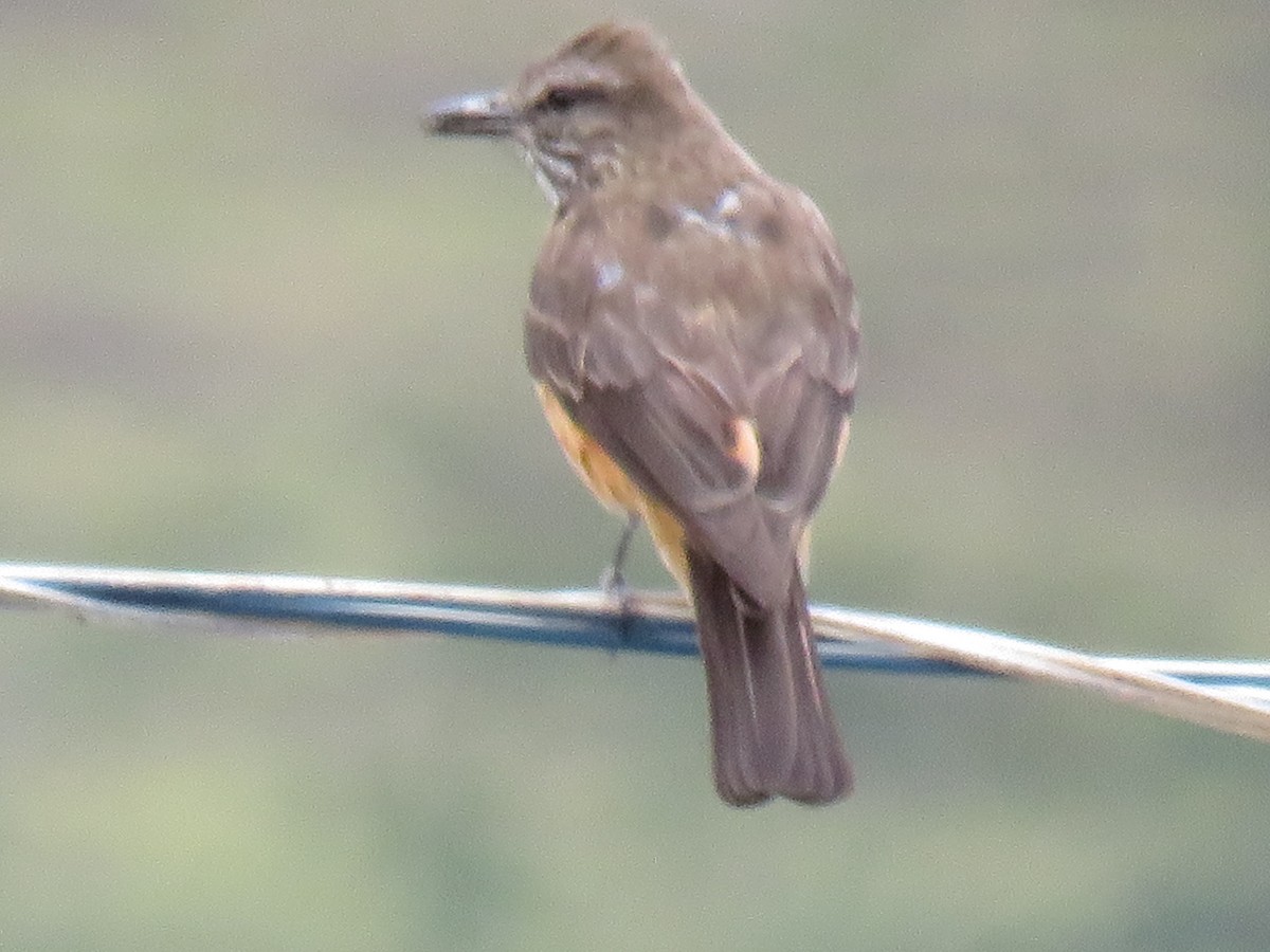 Streak-throated Bush-Tyrant - ML642286499