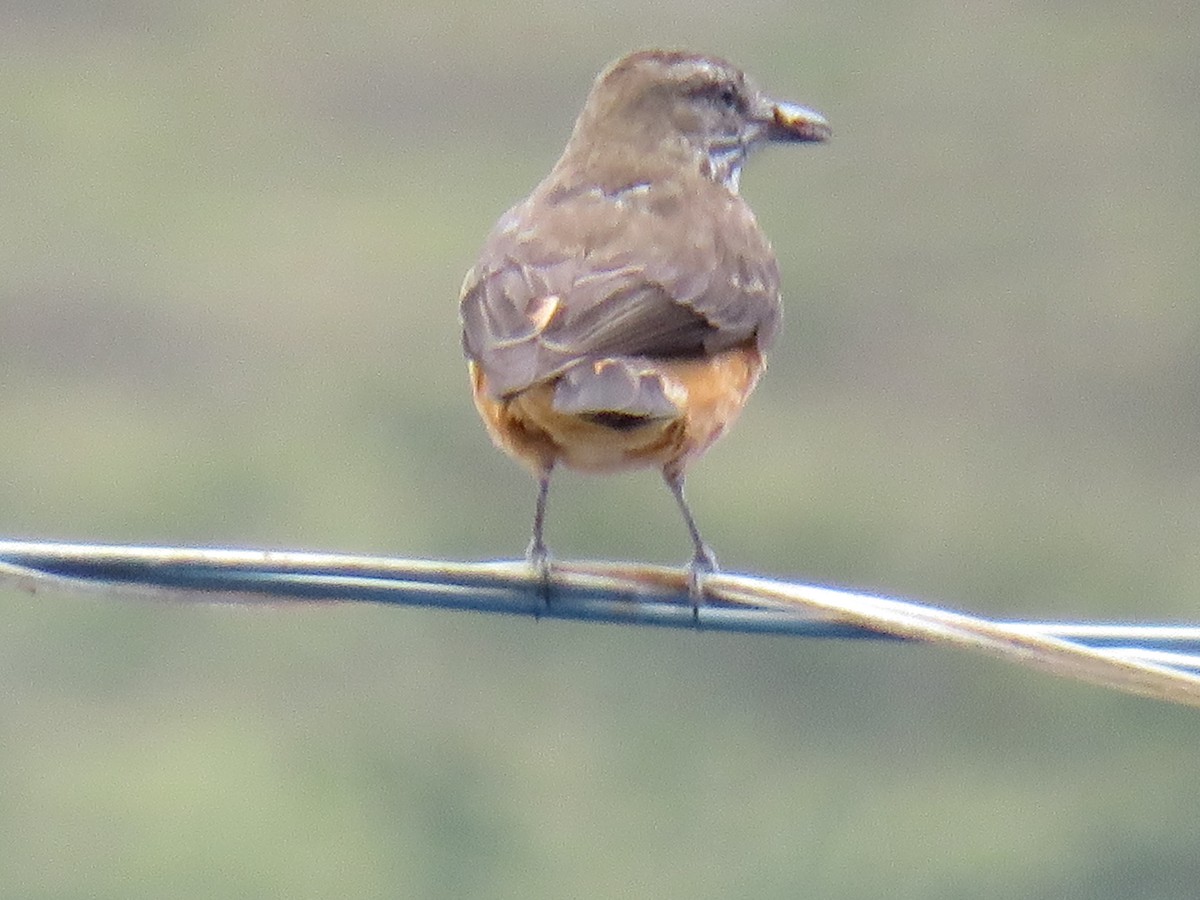 Streak-throated Bush-Tyrant - ML642286500
