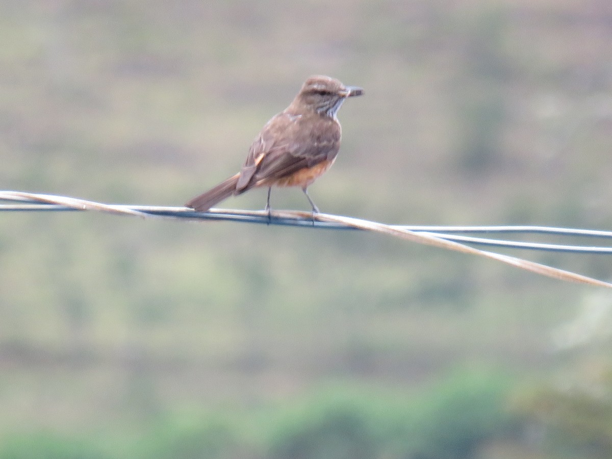 Streak-throated Bush-Tyrant - ML642286501