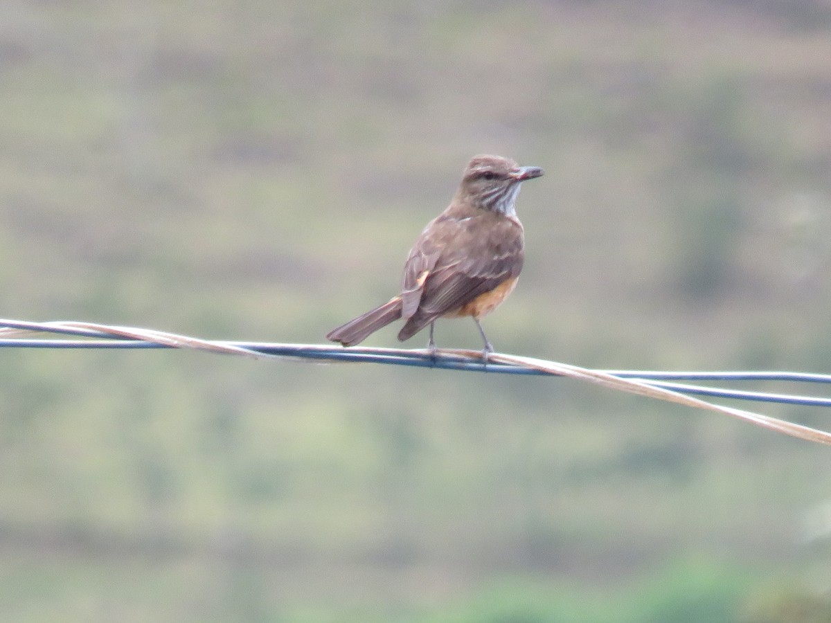 Streak-throated Bush-Tyrant - ML642286503