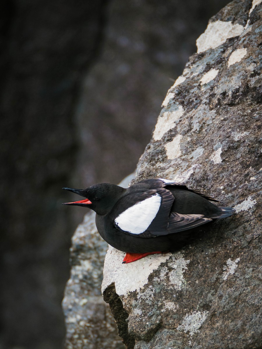 Black Guillemot - ML642286511