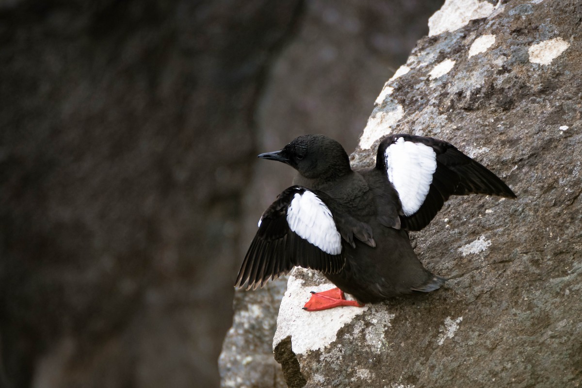 Black Guillemot - ML642286512
