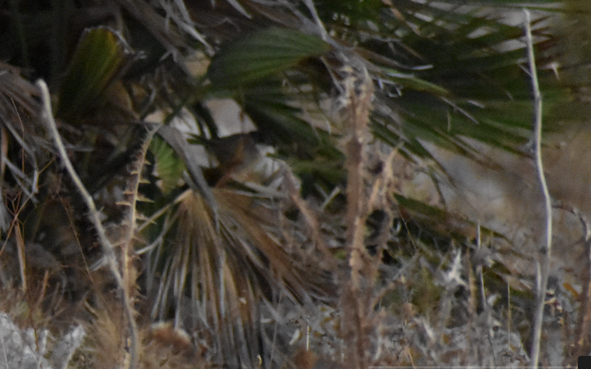 Sardinian Warbler - ML642286513