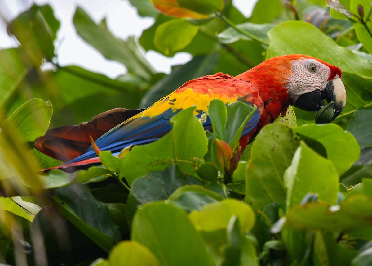 Scarlet Macaw - ML642286530