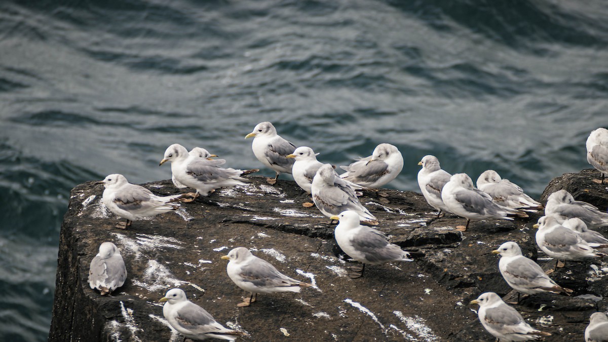Black-legged Kittiwake - ML642286531