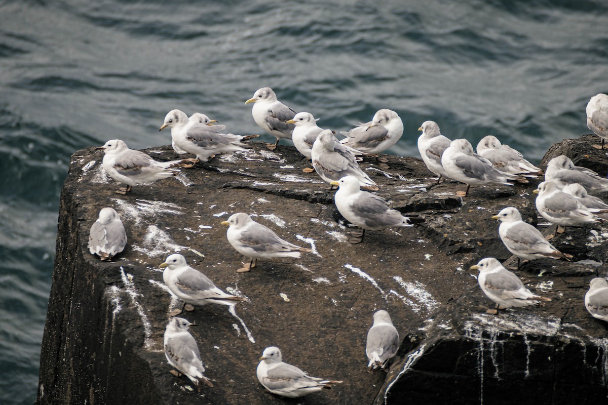 Black-legged Kittiwake - ML642286532
