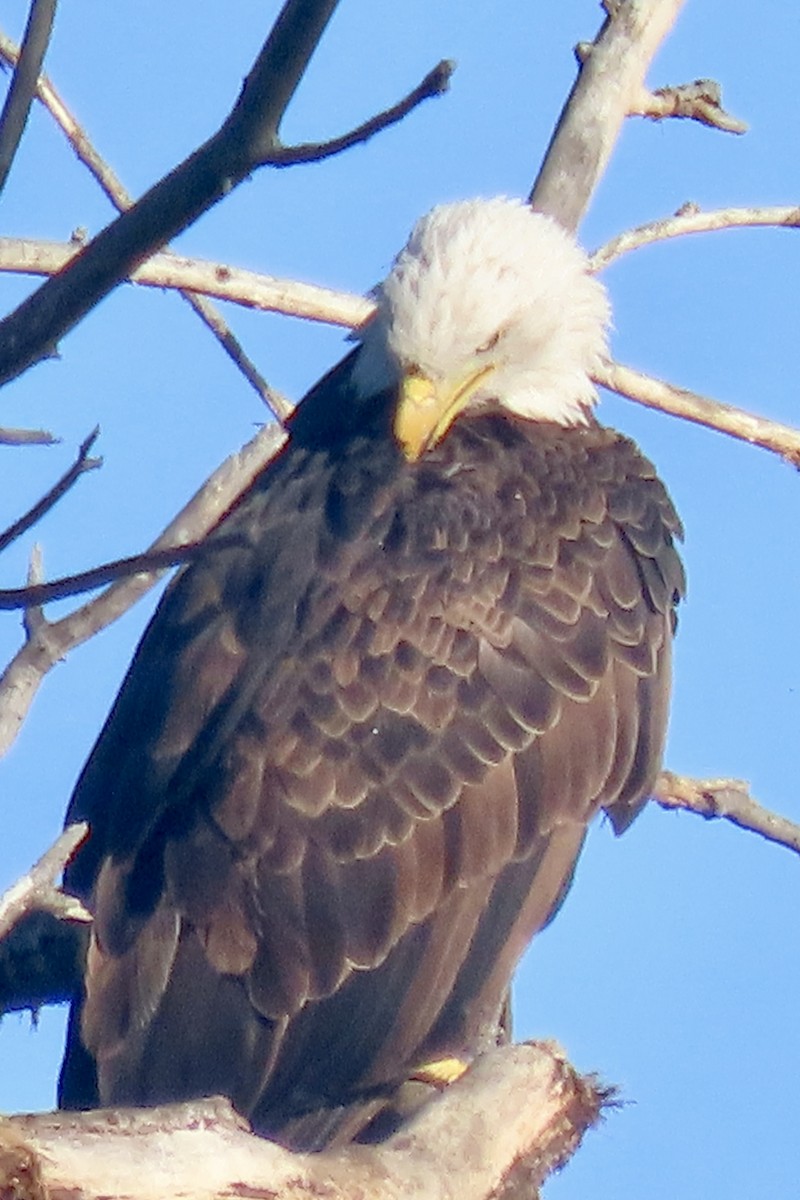 Bald Eagle - ML642286534