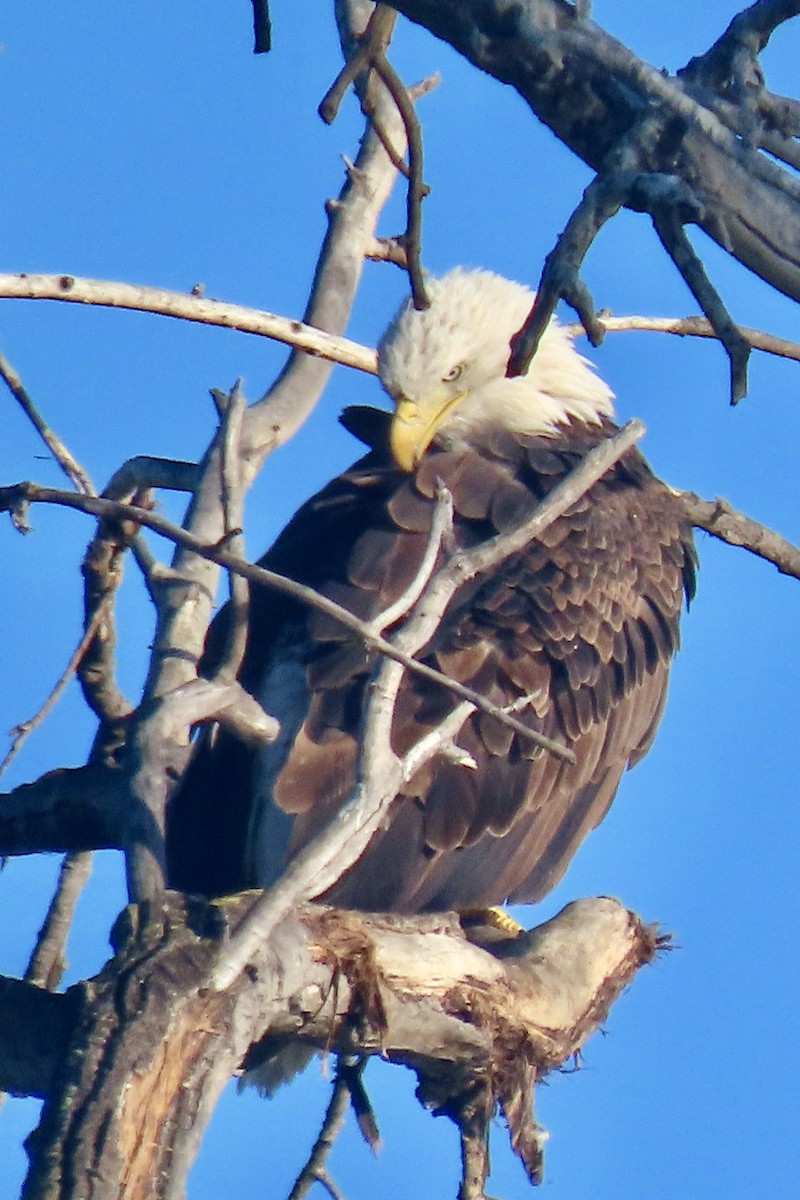 Bald Eagle - ML642286535