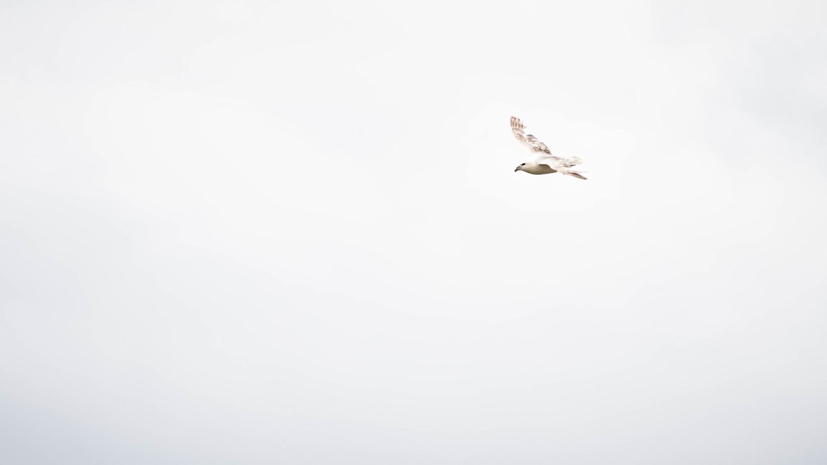 Northern Fulmar - ML642286538