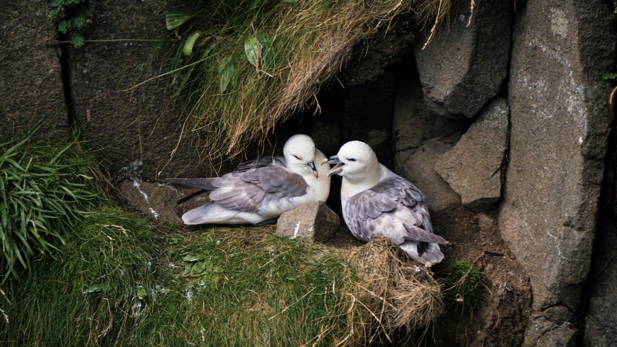 Northern Fulmar - ML642286541