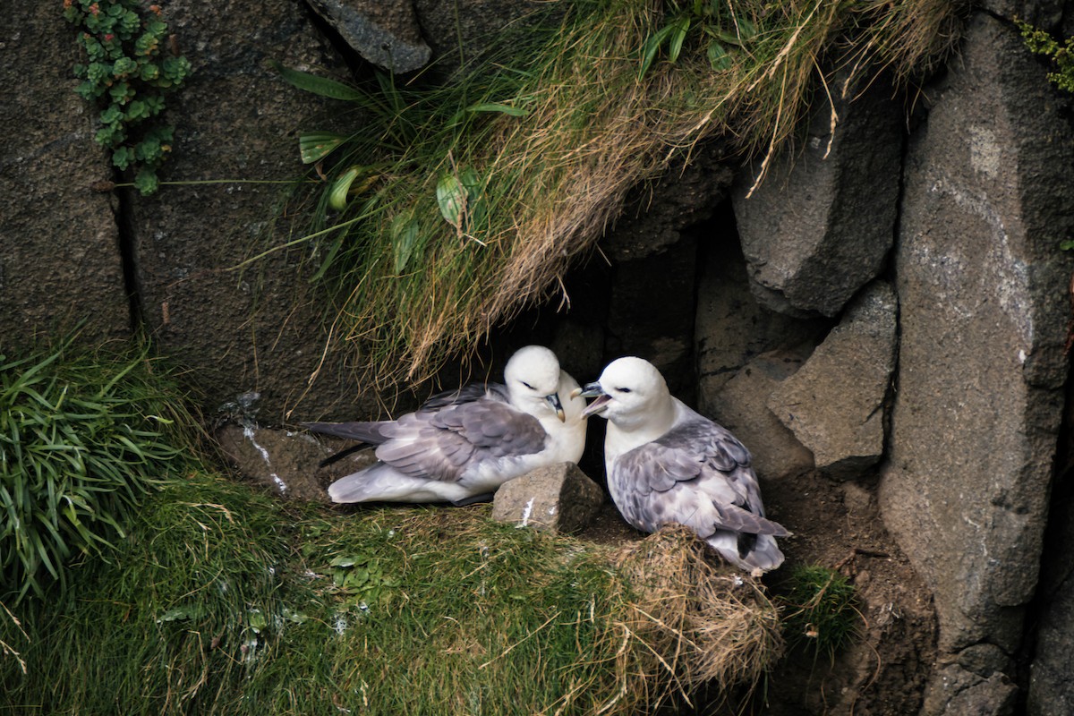 Northern Fulmar - ML642286542