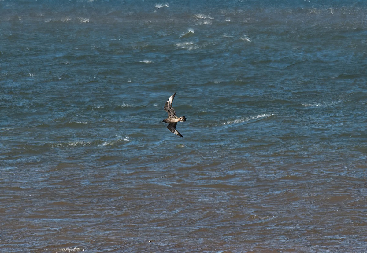 Parasitic Jaeger - ML642286544