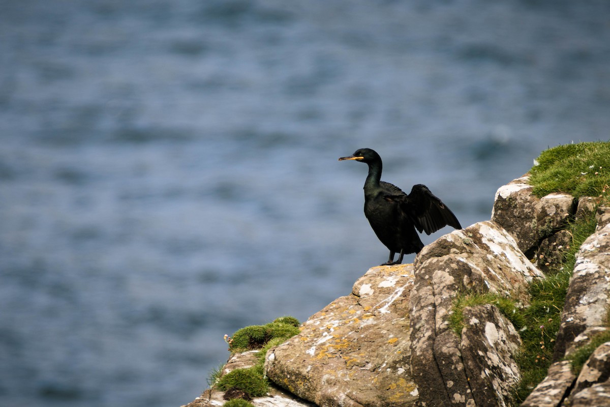 European Shag - ML642286547