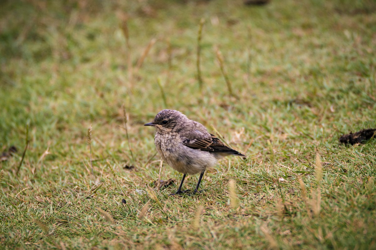 Northern Wheatear - ML642286556