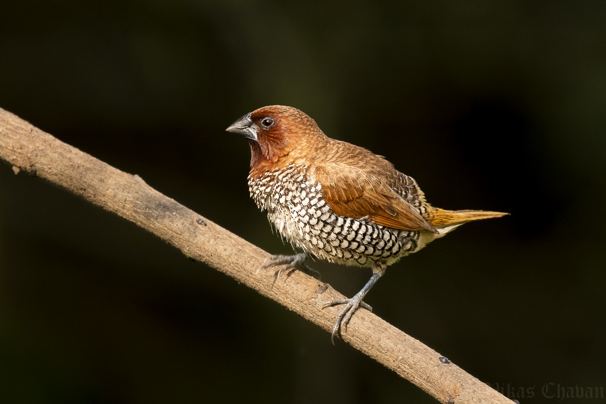 Scaly-breasted Munia - ML642286570