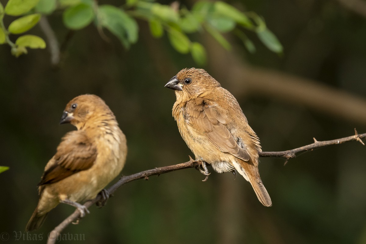 Scaly-breasted Munia - ML642286571