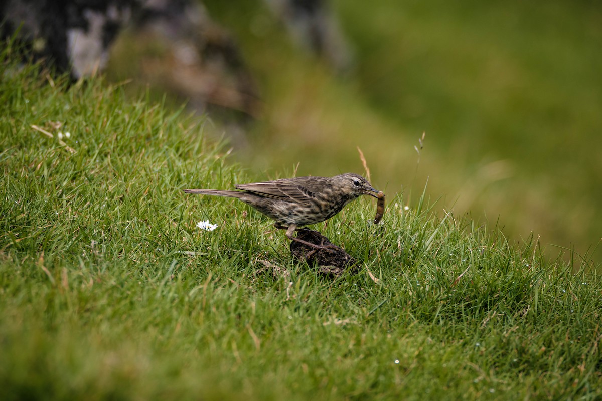 Rock Pipit - ML642286572