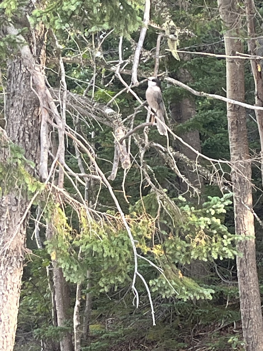 Canada Jay - ML642286573