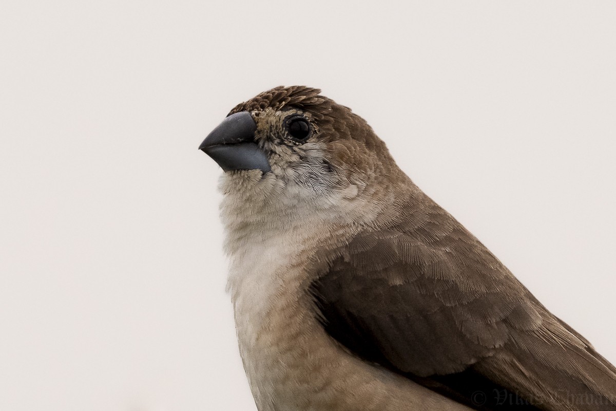 Indian Silverbill - ML642286579