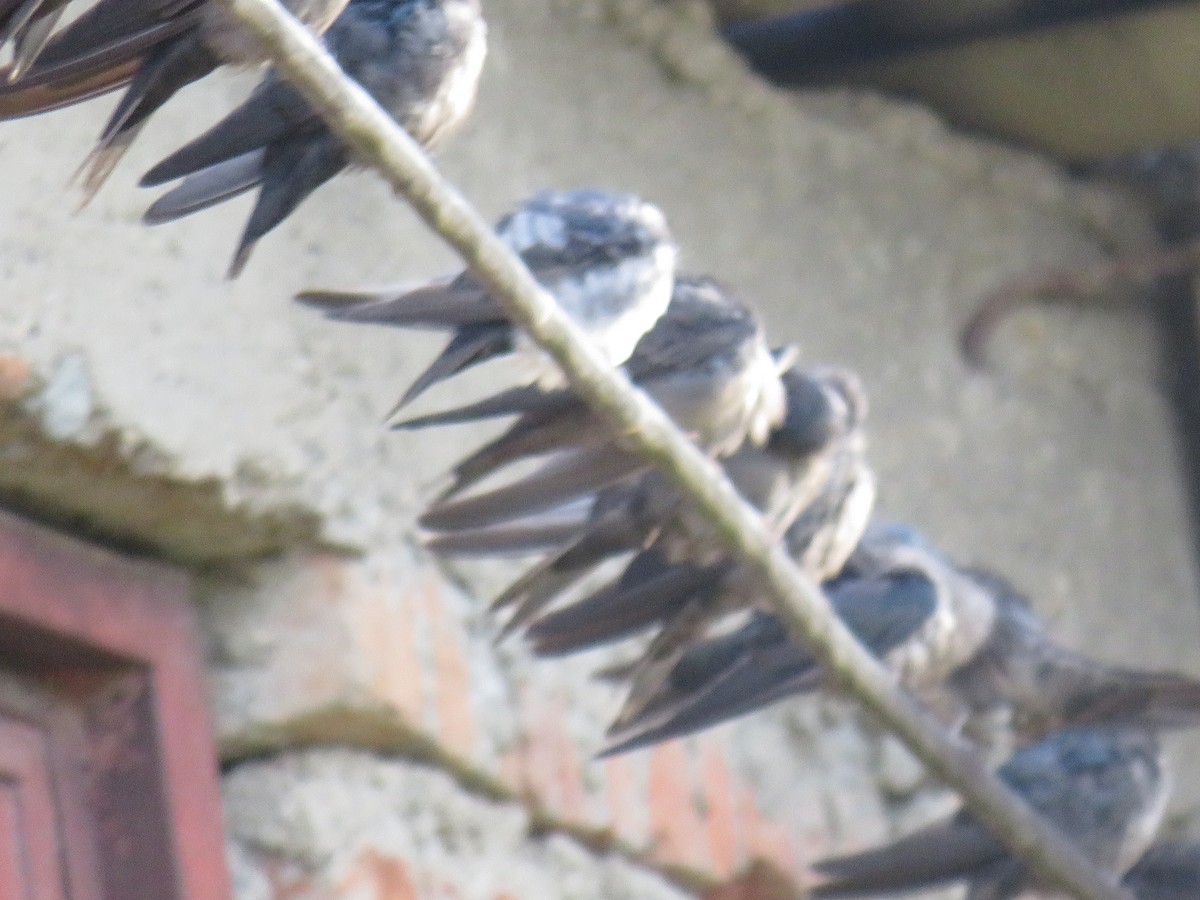 Blue-and-white Swallow - ML642286589