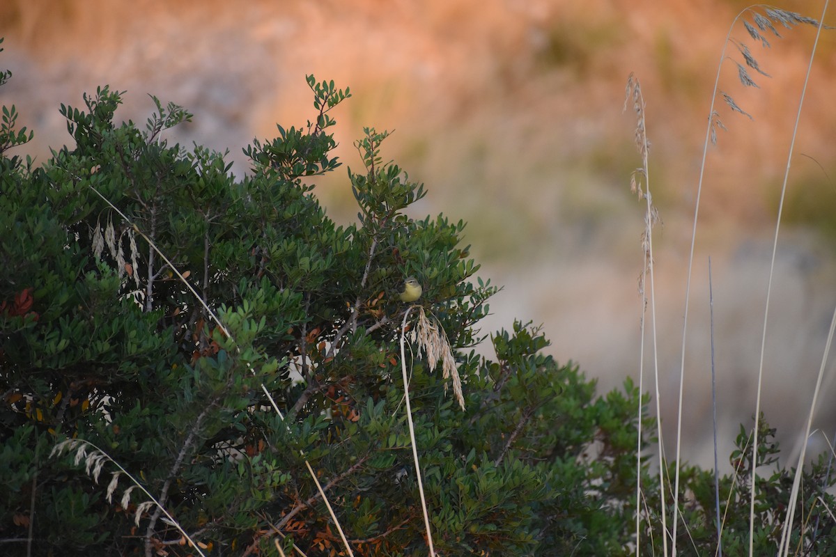 Willow Warbler - ML642286594