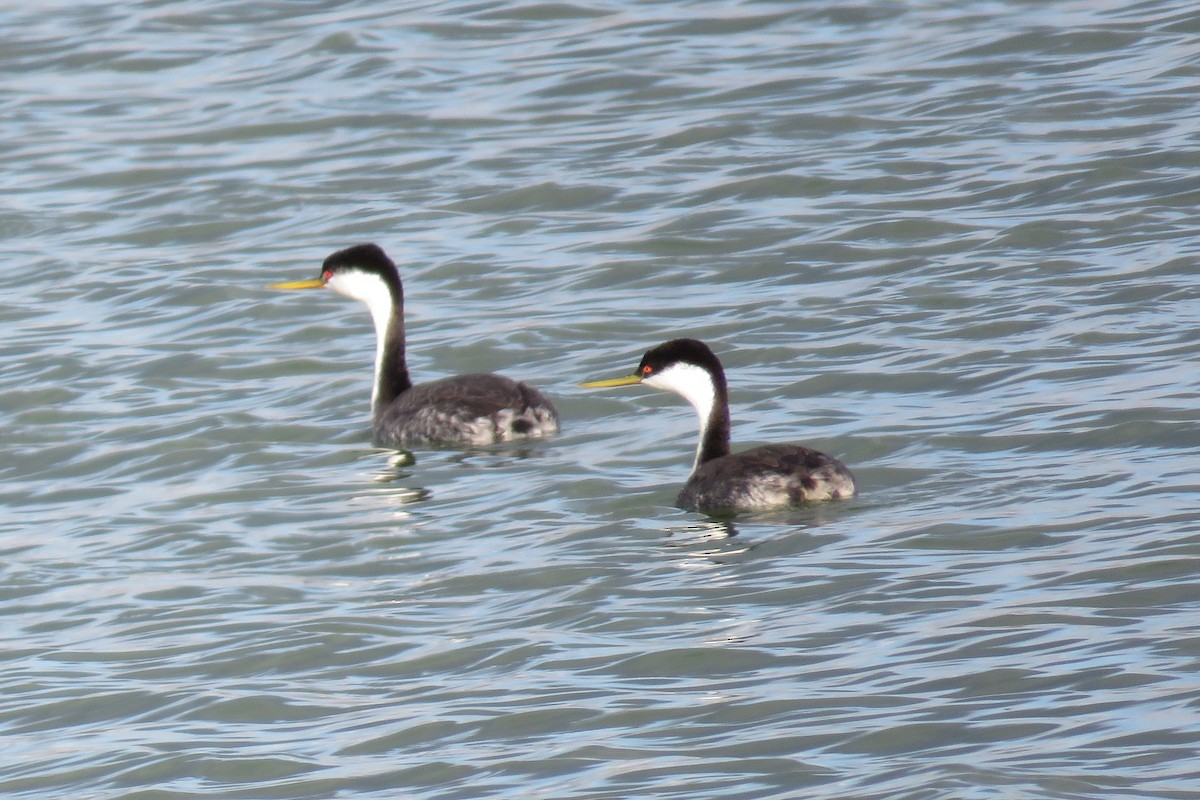 Western Grebe - ML642286607