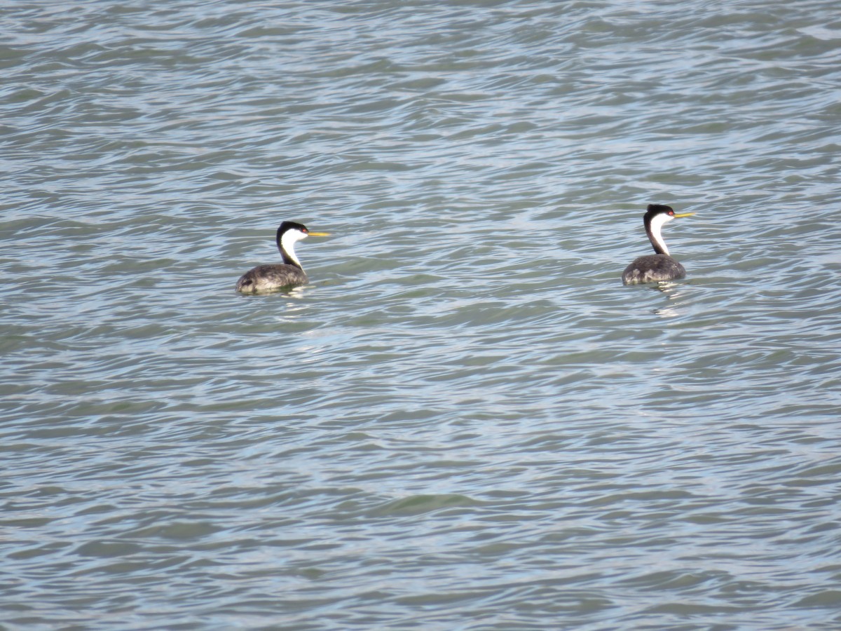 Western Grebe - ML642286634