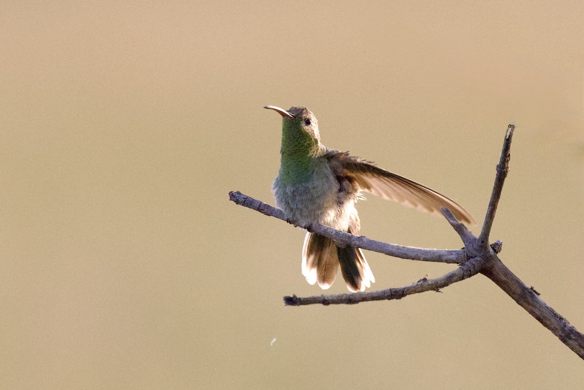 White-tailed Goldenthroat - ML642286649